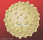 Weißes Blutkörperchen: Leukozyt