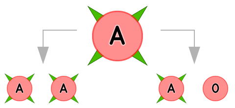 Blutgruppe A (Mutter) - Vererbung