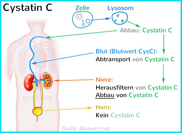 Cystatin C Erklärung