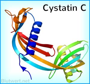 Cystatin C Strukturmodell