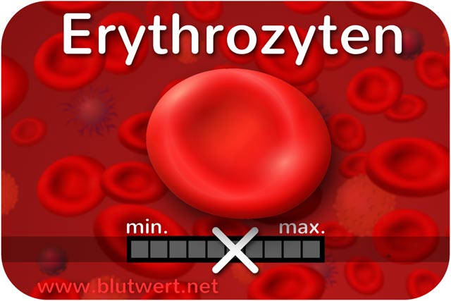 Erythrozyten (Blutwert Ery)