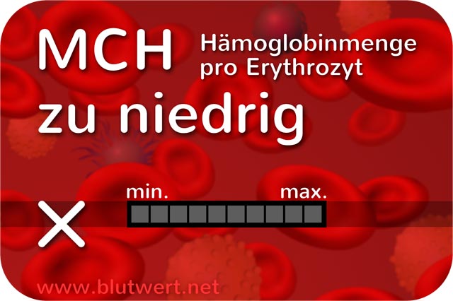 Blutwert Hämoglobinmenge (MCH) zu hoch / erhöht