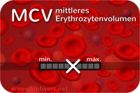 Erythrozytenvolumen