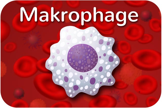 Fresszelle (Makrophage)