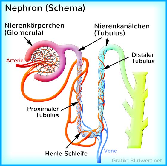 Nephron Schema - Funktion der Niere