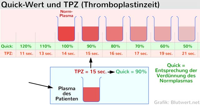 Quick-Wert und Thromboplastinzeit (TPZ)