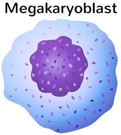 Megakaryoblast: Vorläuferzelle der Thrombozyten