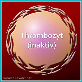 Thrombozyt Normalzustand (inaktiv)
