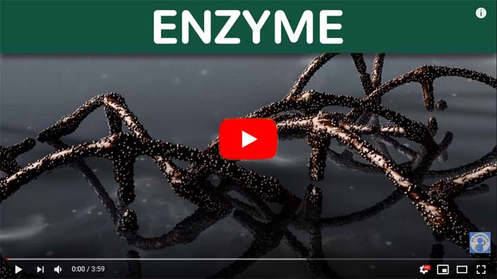 Enzyme (Video für Schule)